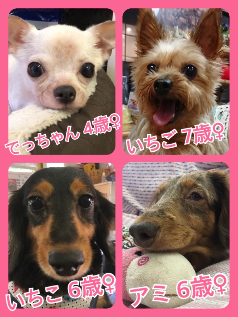 🐾今日の里親様募集中ワンコ🐶メンバーです🐾2018,8,24